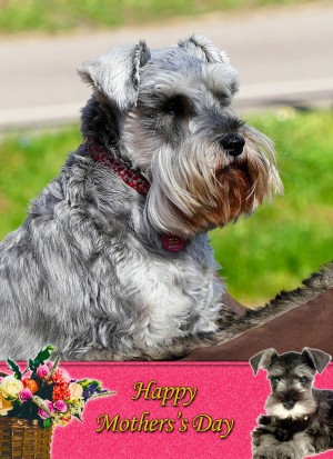 Miniature Schnauzer Mother's Day Card