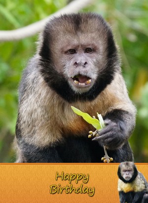 Capuchin Monkey Birthday Card