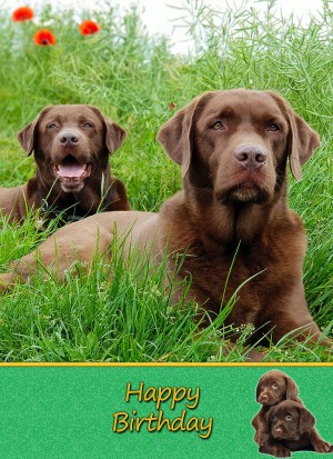Chocolate Labrador Birthday Card