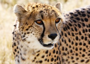 Cheetah Greeting Card