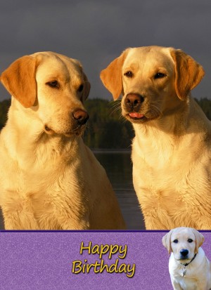 Golden Labrador Dog Birthday Card