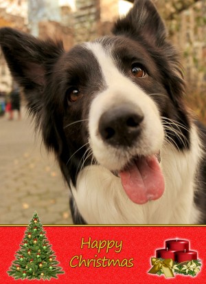 Border Collie Christmas Card