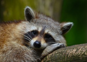 Raccoon Greeting Card