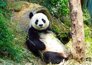 Panda Greeting Card