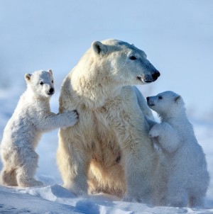 Polar Bear Greeting Card