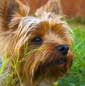 Yorkshire Terrier Dog Greeting Card