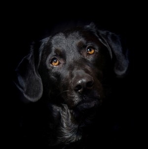 Black Labrador Dog Greeting Card