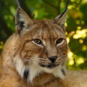 Lynx Greeting Card