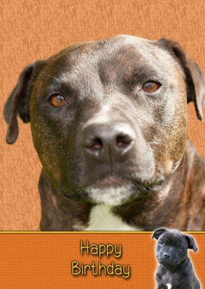 Staffordshire Bull Terrier Birthday Card