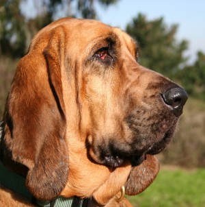 Bloodhound Dog Greeting Card