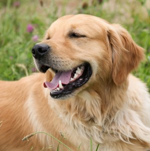 Golden Retriever Dog Greeting Card