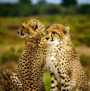 Cheetah Greeting Card