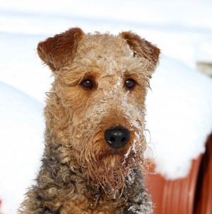 Airedale Dog Greeting Card