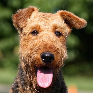 Airedale Dog Greeting Card