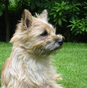 Cairn Terrier Dog Greeting Card