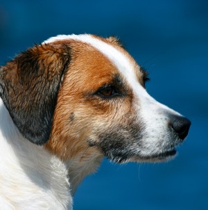 Jack Russell Dog Greeting Card