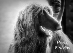 Afghan Hound Dog Black and White Art Birthday Card