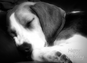 Beagle Black and White Art Birthday Card