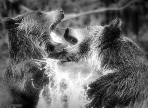 Grizzly Bear Black and White Art Blank Greeting Card