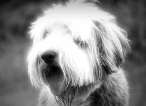 Bearded Collie Black and White Art Blank Greeting Card