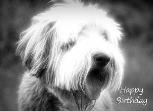 Bearded Collie Black and White Art Birthday Card