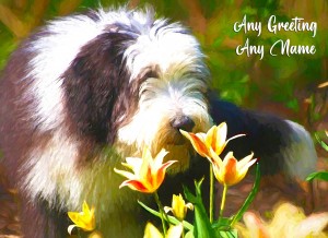 Personalised Bearded Collie Art Greeting Card (Birthday, Christmas, Any Occasion)