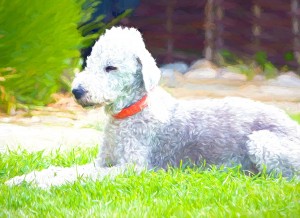 Bedlington Terrier Art Blank Greeting Card