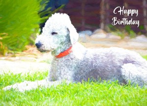 Bedlington Terrier Art Birthday Card