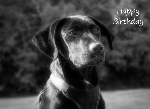 Black Labrador Black and White Art Birthday Card