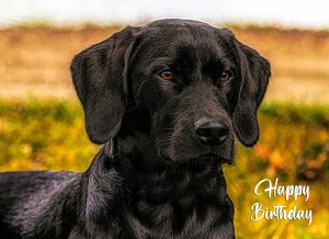 Black Labrador Art Birthday Card