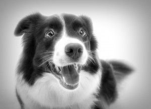 Border Collie Black and White Art Blank Greeting Card