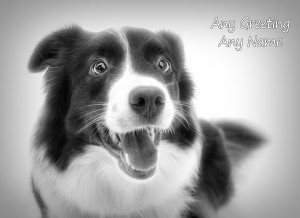 Personalised Border Collie Black and White Art Greeting Card (Birthday, Christmas, Any Occasion)