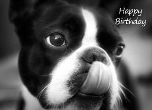 Boston Terrier Black and White Art Birthday Card