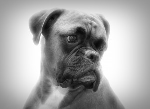 Boxer Black and White Art Blank Greeting Card