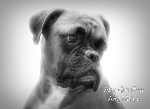 Personalised Boxer Black and White Art Greeting Card (Birthday, Christmas, Any Occasion)
