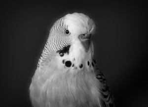 Budgie Black and White Art Blank Greeting Card
