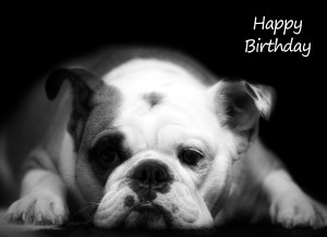 Bulldog Black and White Birthday Card (White)