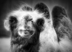 Camel Black and White Art Blank Greeting Card