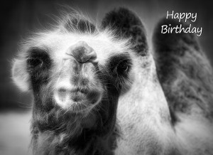 Camel Black and White Art Birthday Card