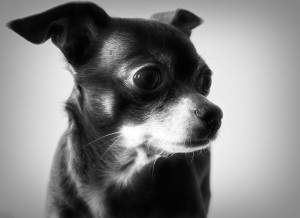 Chihuahua Black and White Art Blank Greeting Card
