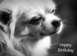Chihuahua Black and White Birthday Card