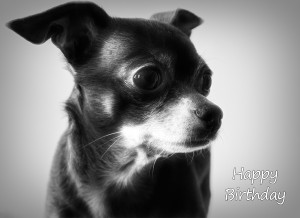 Chihuahua Black and White Art Birthday Card