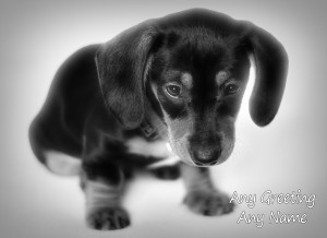 Personalised Dachshund Black and White Art Greeting Card (Birthday, Christmas, Any Occasion)