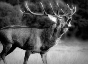 Deer Stag Black and White Art Blank Greeting Card