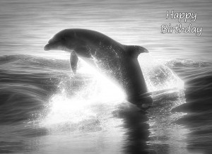 Dolphin Black and White Birthday Card