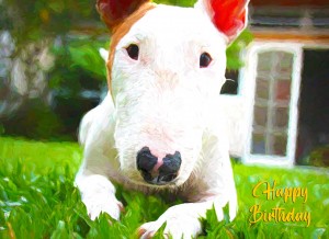 English Bull Terrier Art Birthday Card
