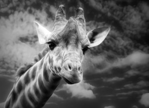 Giraffe Black and White Art Blank Greeting Card