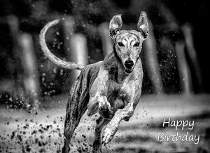 Greyhound Black and White Birthday Card