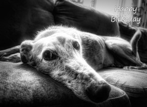Greyhound Black and White Art Birthday Card
