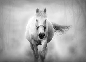 Horse Black and White Art Blank Greeting Card